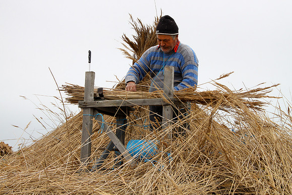Cutting Reed to size for transport: IMG_0879Ppt