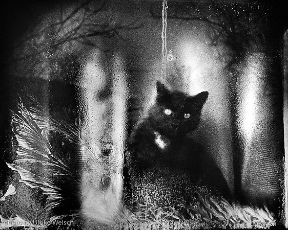 Frosted Kitten:  34
