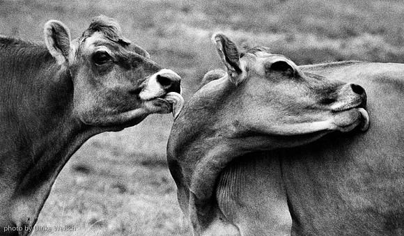 Jersey Cows Licking:117