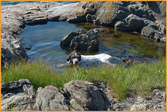 Wirehair Pointer cooling off:  P1070099