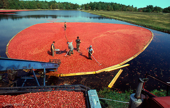 Cranberry Bog, Wareham, MA: CFC8_3