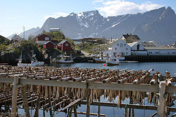 Drying Fish in Hamnoy, IMG_0652