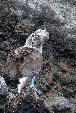 Bluefooted Boobie: P1000899