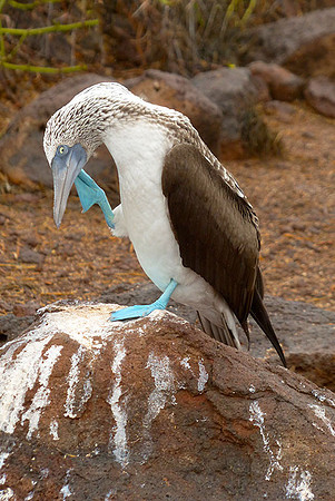 Bluefooted Boobie: P1000417