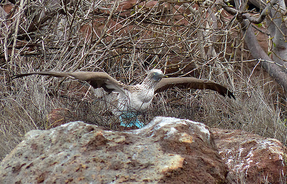 Bluefooted Boobie ready for flight :  P1000352