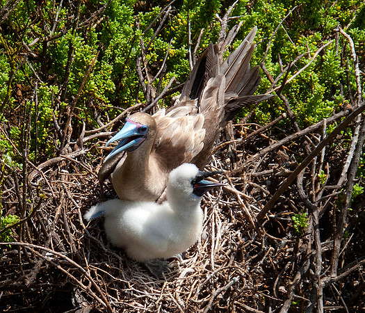 Redfooted Boobie with Chick: IMG_3531