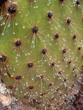 Thorns on Cacti in Rain: IMG_3009