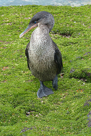 Flightless Cormoran, P1000642