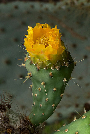 Cacti in Bloom: P1010075