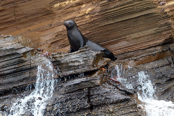 Fur Seal resting on cliff : P1000735