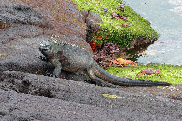 Marine Iguane returning from Sea, Sally Lightfoot Crab nearby : P1000622