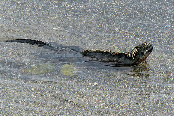Marine Iguana : P1000633