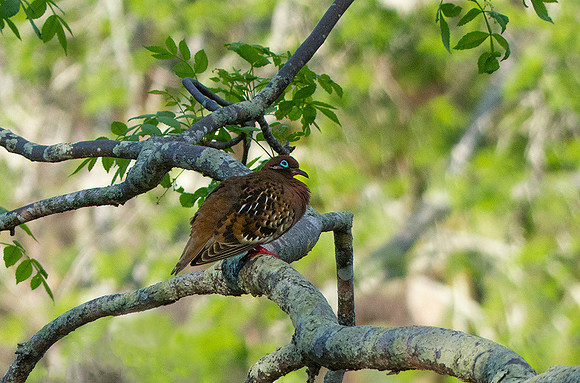 Galapagos Dove, Galapagos Islands : P1010020