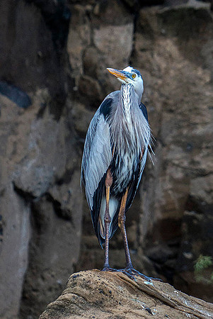 Blue Heron, Galapagos Islands : P1000945