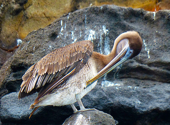 Juvenile Brown Pelican, Galapagos Islands : P1000310