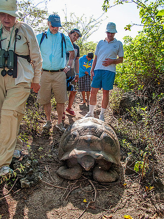Tourists encountering Giant Tortoise on Galapagos Islands, Ecuador : IMG_3084