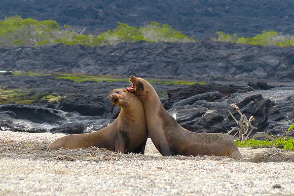 Sea Lions communicating on North Seymour Island : P1000651