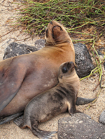 Sea Lion with cub on North Seymour Island : IMG_2964