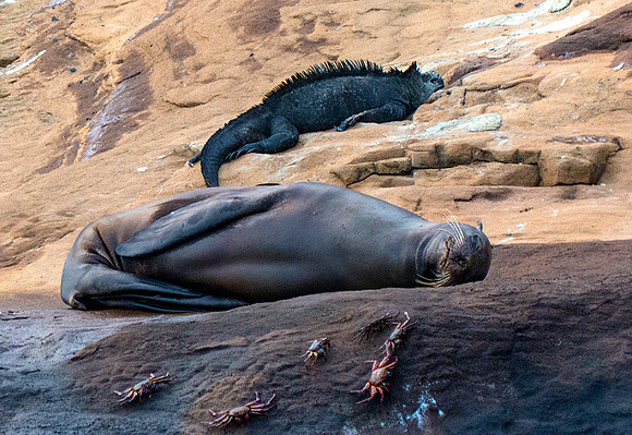 Sea Lion on cliff near Marine Iguana and Sally Lightfoot Crabs : P1000966