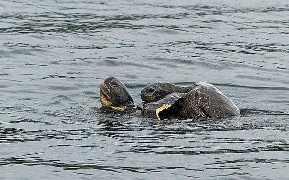 Sea Turtles mating : P1000881