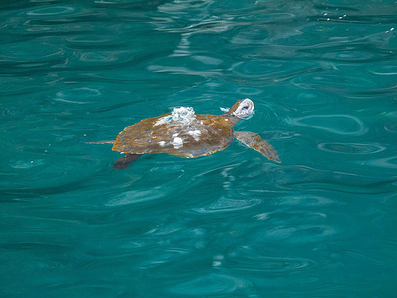 Green Sea Turtle : IMG_3037
