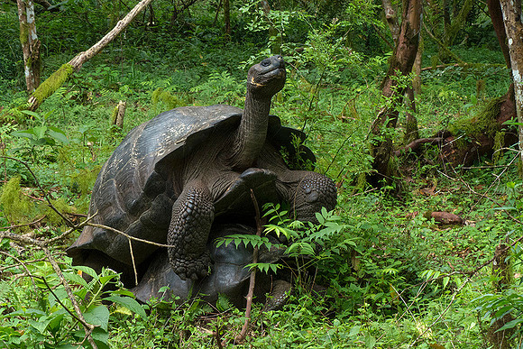Giant Tortoises mating in the wild, Santa Cruz Island : P1010183