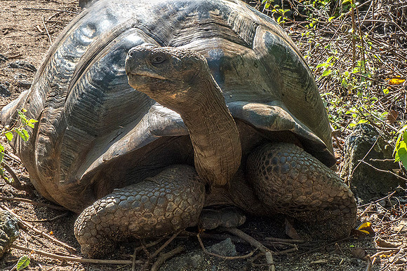 Giant Tortoise, Galapagos Islands : P1000821