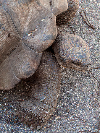Giant Turtoise, Galapagos Islands : MG_3109
