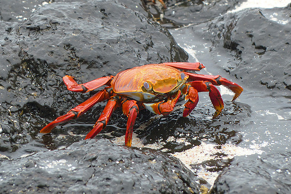 Sally Lightfoot Crab :  P1000304