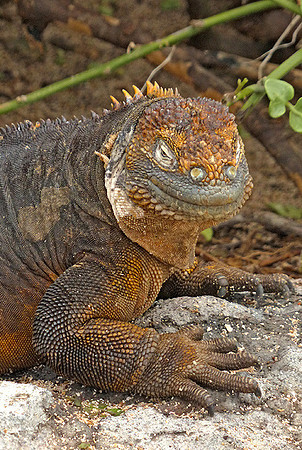 Head of Land Iguana : P1000364