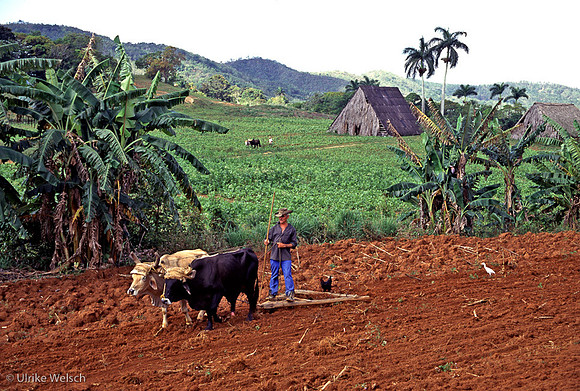 Farmer plowing fireld in Tobacco region, Viñales, Cuba: CuFC5_3