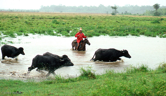 Water Buffalos being herded for market on Marajó, Brazil: BzAn4_2