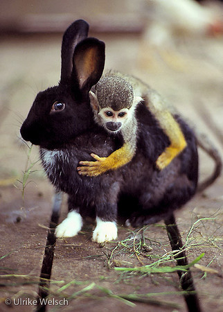 Wild Squirrel Monkey seeking warmth inside of a stall for rabbits and Chicken, on Alcantáraa, Brazil: BzAn6_10