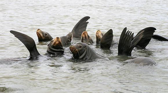Sea Lions in Monterey Harbor, California: 866_6646
