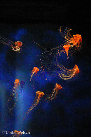 Jelley Fish Dance in Monterey Aquarium, California: 869_6910