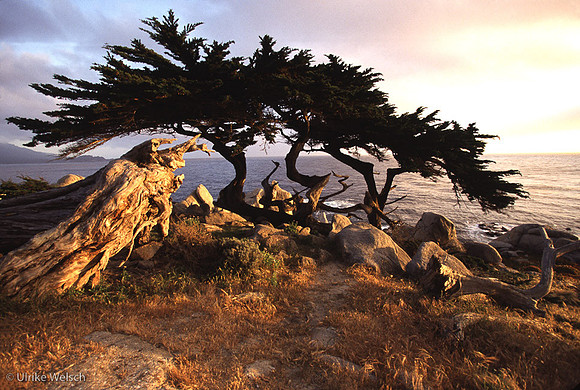 Cypress at Big Sur, California: CLCAcoa.1_1