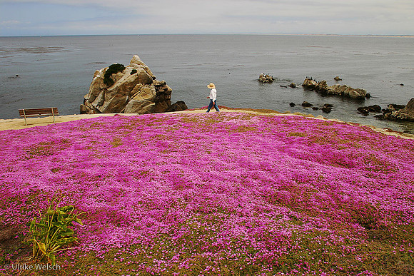 Shoreline in bloom, Monterey, California: 869_6928