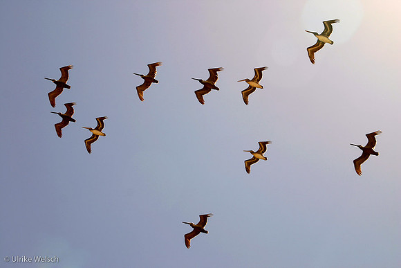 Pelicans of Big Sur, California: 864_6490