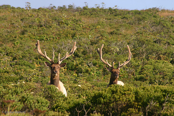 Two Thule Elks at Point Reyes, California: 867_6799