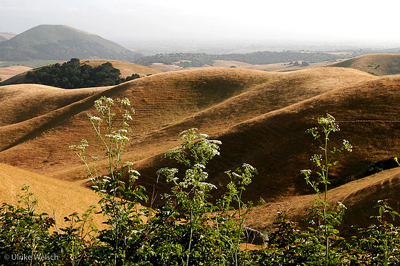 Hilly Landscape near Salinas, California: 868_6893