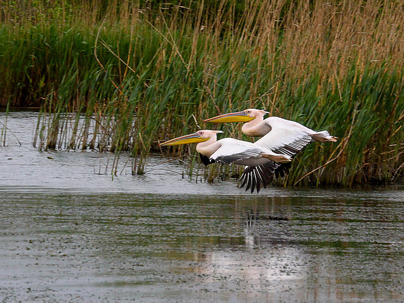 African Pelicans flying in Delta of the Danube: IMG_1452Ppt