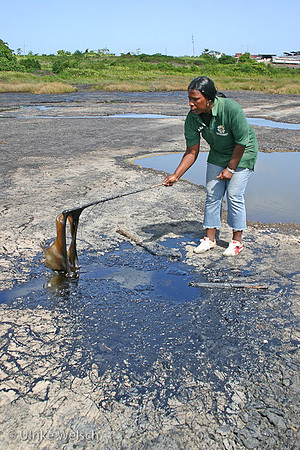 Guide showing Pitch in Pitch Lake, the largest natural deposit of asphalt in the world, Trinidad, West Indies: 898_9871