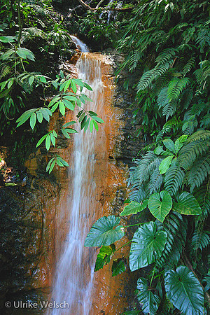 Waterfall in Tobago Forest Reserve, Tobago, West Indies: 899_9968