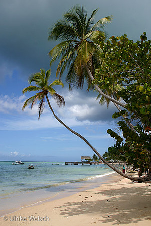 One of the many endless beaches of Tobago, West Indies: 900_0013