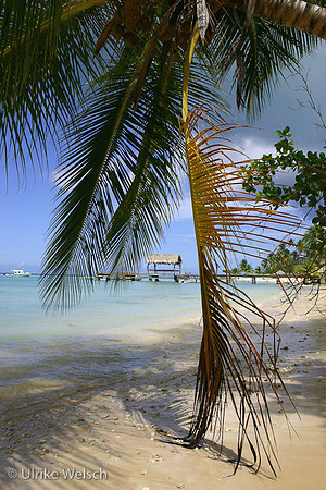 One of the many endless beaches of Tobago, West Indies: 900_0014