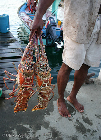 Two Langostos fresh from the fishermen's boat, Tobago, West Indies: 899_9991_2