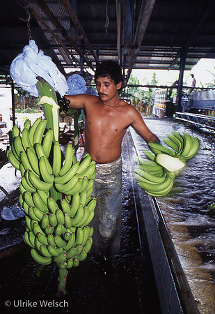 Banana tree being washed at Geest Banana plantation, Costa Rica:  CRPWb3_8