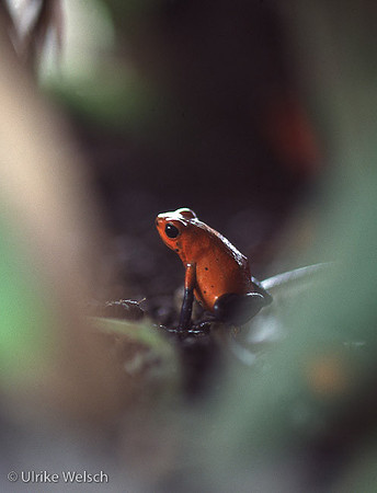 Poison-Dart Frog in Costa Rica: CRAn2_17