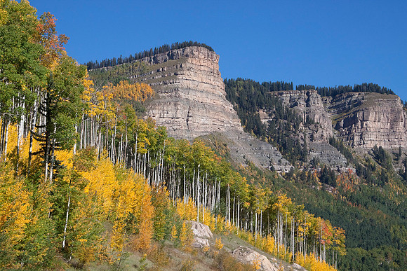 Aspen trees in Fall, near Durango, Colorado : IMG_0339