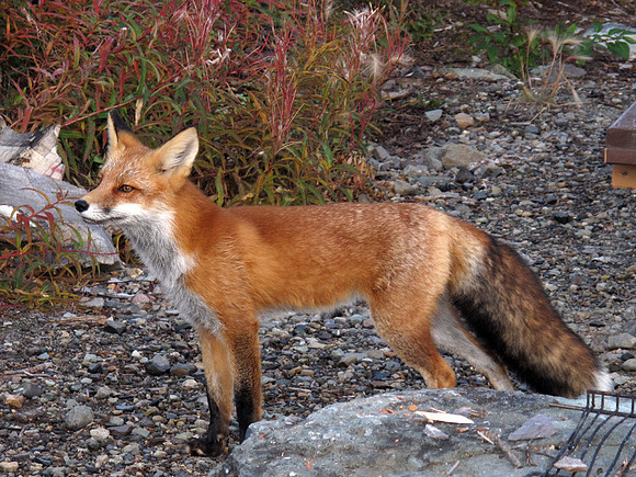 Fox exploring, Mc Carthy, Alaska: IMG_4081